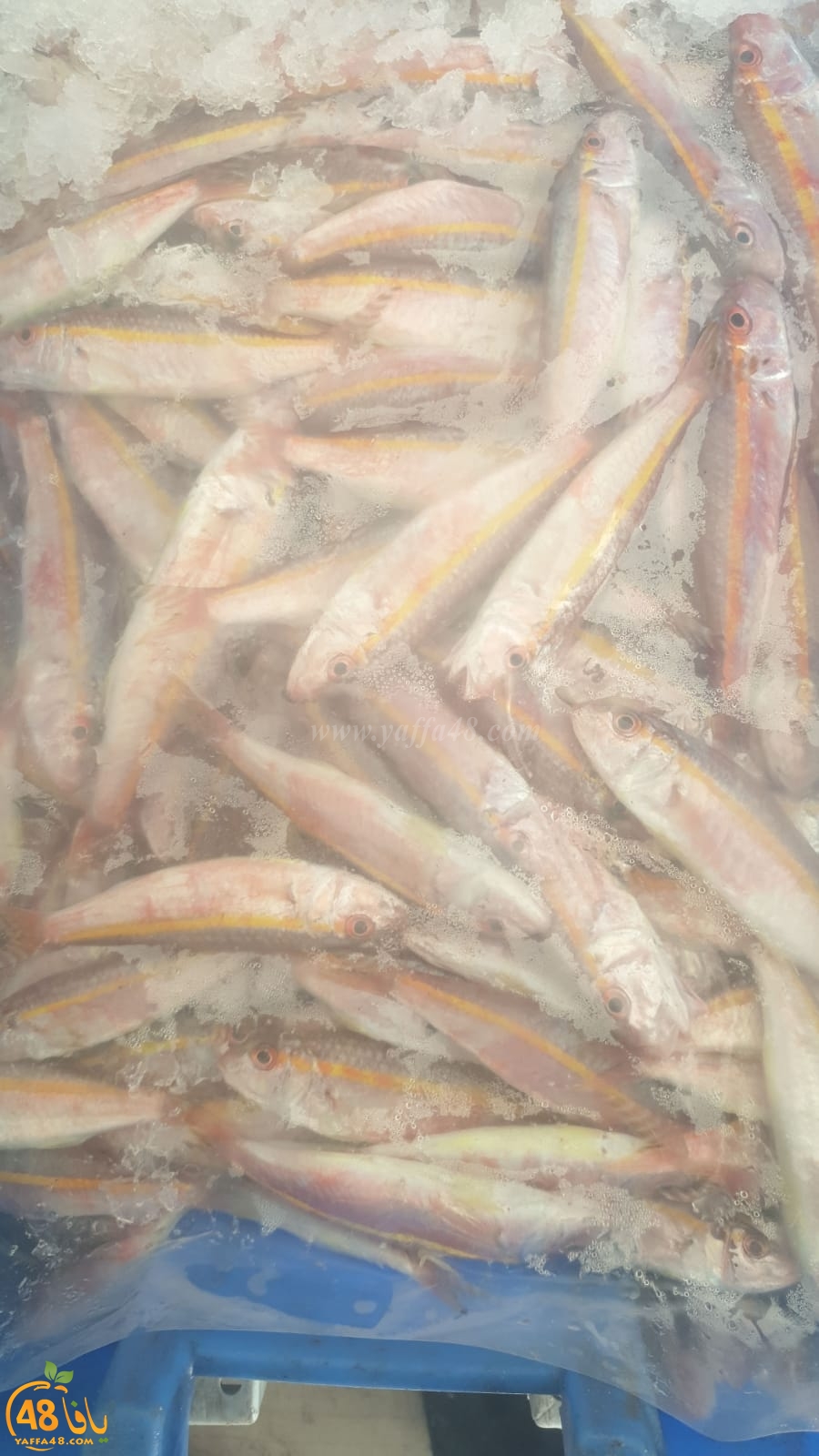  موعدكم مع سوق بيع الأسماك في ميناء يافا غداً الجمعة ويوم السبت